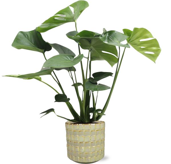 Monstera Deliciosa - Ø17cm - ↕60cm + Stian Pot D18x17cm - Groen  BotanicBridge