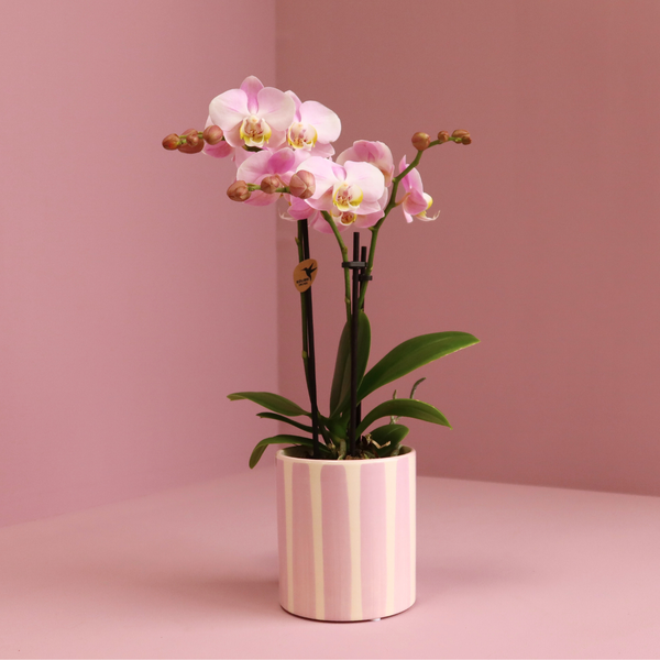 Kolibri Orchids | Roze Phalaenopsis orchidee Portugal + Painted Stripe pot roze - potmaat Ø9cm | bloeiende kamerplant - vers van de kweker  BotanicBridge