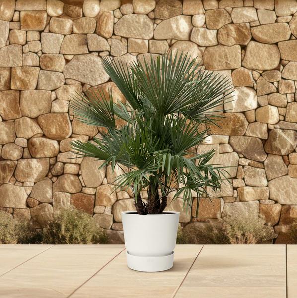 Trachycarpus multi stam - 200cm- Ø45  BotanicBridge