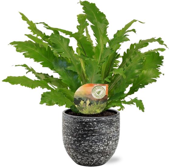 Asplenium Campio - Ø17cm - ↕50cm + Tim Pot D18x16cm - Zwart Wit  BotanicBridge