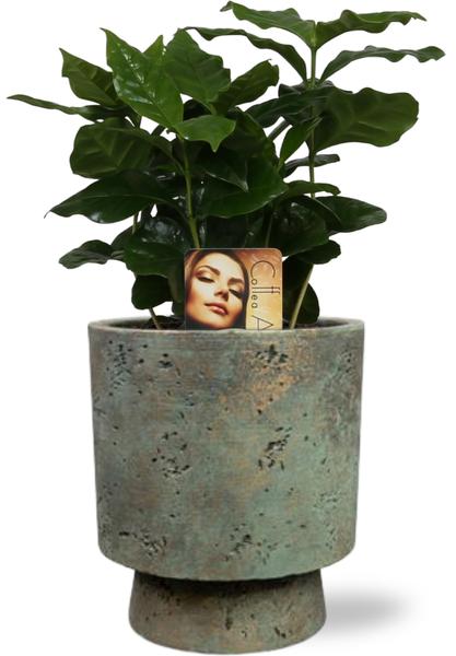 Coffea Arabica - Ø12cm - ↕25cm + Pot Aily D14x18cm - Groen  BotanicBridge