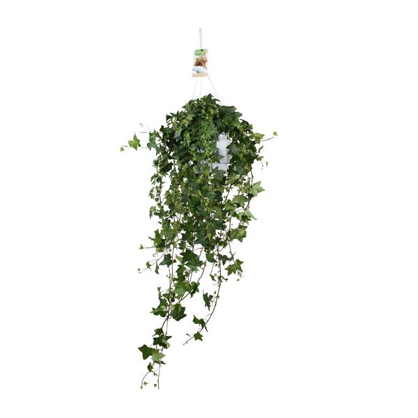 Hedera Helix Pitsburg - Hang/XXL - Ø17cm - ↕90cm  BotanicBridge