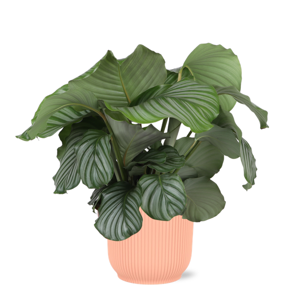 Calathea Orbifolia Ø21cm - ↕70cm in Vibes ROZE pot  BotanicBridge