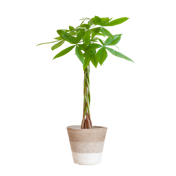 Pachira Aquatica met Mand Lissabon wit - 80cm - Ø21  BotanicBridge