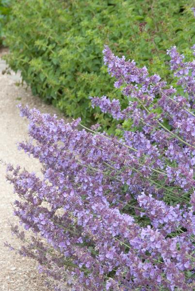 Nepeta 'Walker's Low' - ↕10-25cm - Ø9cm - 20x  BotanicBridge