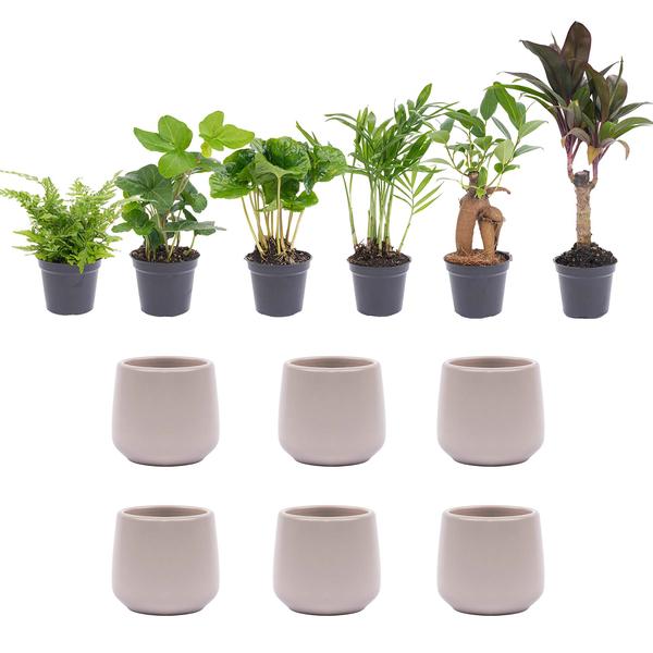 Mini planten set 6 - Inclusief 6x pot Joey grijs mat  BotanicBridge