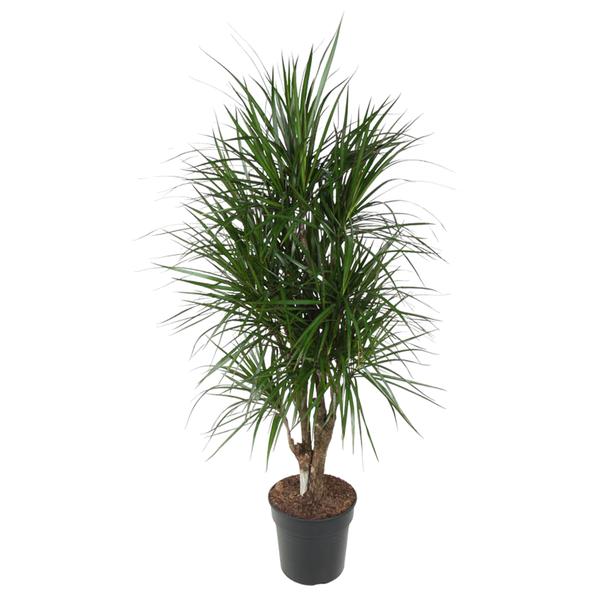 Dracaena Marginata vertakt - 140 cm - ø31  BotanicBridge