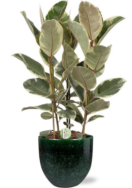 Ficus Tineke - Ø27cm - ↕85cm + Jolin Pot D29x27cm - Groen  BotanicBridge