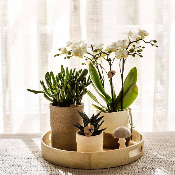 Kolibri Home | Rustic sierpot wit | Ø6cm  BotanicBridge