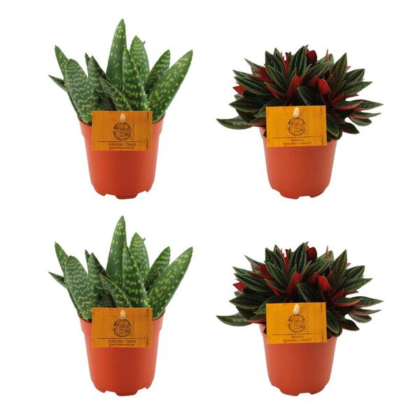 2x Aloe Paradisicum + 2x  Peperomia Rosso - 4 stuks - Ø10.5cm - ↕10cm  BotanicBridge