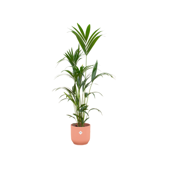 Kentia palm inclusief elho Vibes Fold Round roze - 160cm - Ø30  BotanicBridge