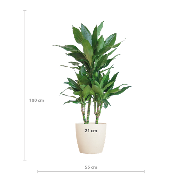 Dracaena  Janet Lindt met Viber wit - 95cm - Ø21  BotanicBridge