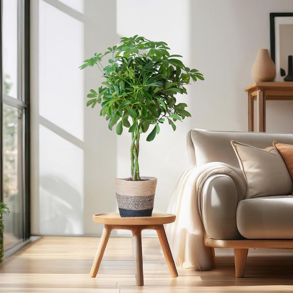 Schefflera Arab Nora met Mand Lissabon zwart - 70cm - Ø21  BotanicBridge