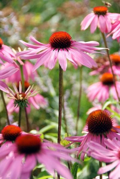 Echinacea p. 'Magnus' - ↕10-25cm - Ø9cm - 12x  BotanicBridge