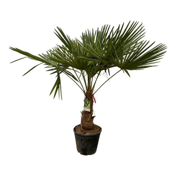 Trachycarpus Fortuneii - 200 cm - Ø30cm  BotanicBridge