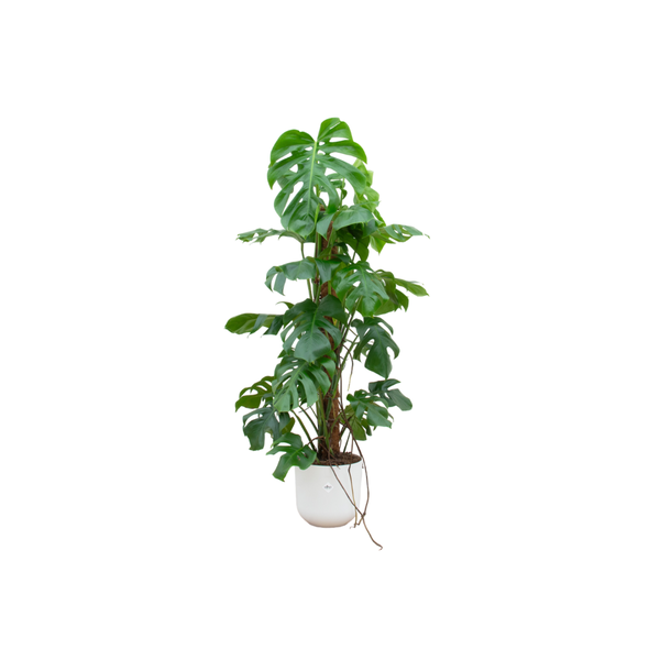 Combi deal - Monstera Pertusum XL inclusief elho Jazz Round wit Ø26 - 120 cm  BotanicBridge