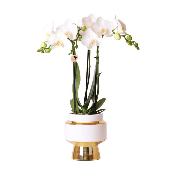 Kolibri Orchids | Witte Phalaenopsis orchidee – Amabilis + Le Chic sierpot goud – potmaat Ø9cm – 40cm hoog | bloeiende kamerplant in bloempot - vers van de kweker  BotanicBridge