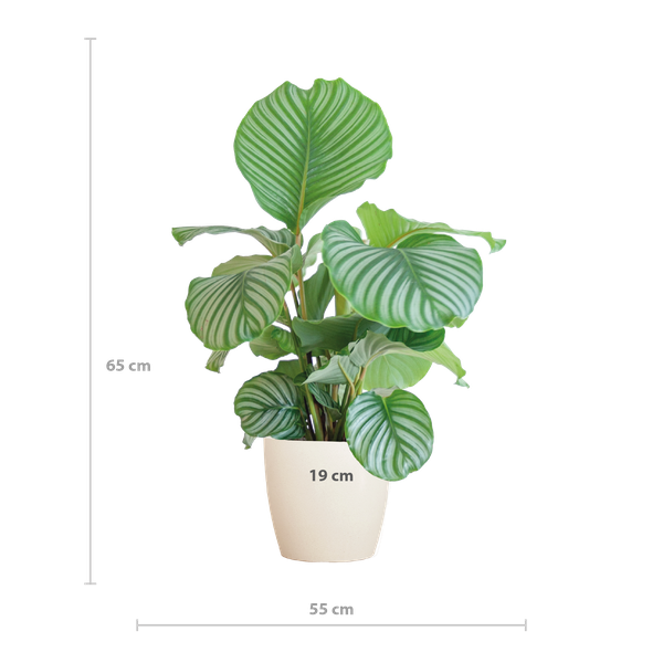 Calathea Orbifolia met Viber wit - 65cm - Ø21  BotanicBridge