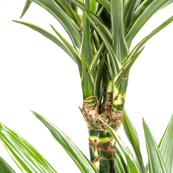 Dracaena Deremensis White Stripe Ø19cm - ↕80cm  BotanicBridge