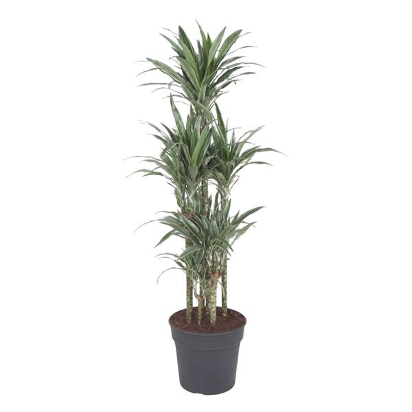 Dracaena Warneckei Carrousel - 140 cm - ø31  BotanicBridge