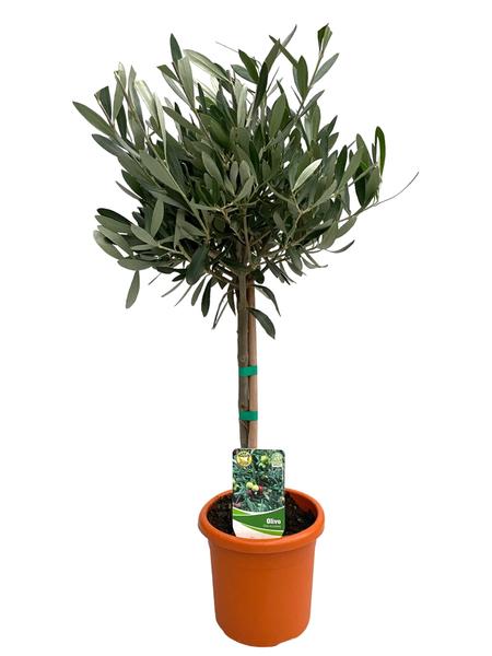 Olea Europaea "op Stam" - Ø15cm - ↕60cm  BotanicBridge