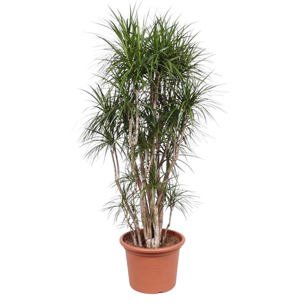 Dracaena Marginata vertakt - 220 cm - ø40  BotanicBridge