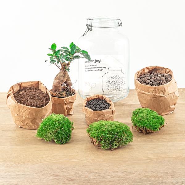 DIY terrarium - Jar - Ficus Ginseng bonsai - ↕ 28 cm - Normal  BotanicBridge