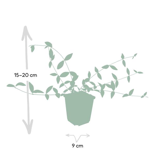 Vinca minor 'Alba' - ↕10-25cm - Ø9cm - 6x  BotanicBridge