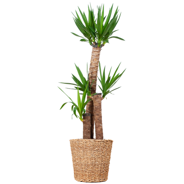 Yucca XL met Torun mand - 125cm - Ø24  BotanicBridge