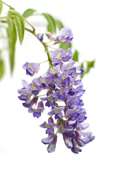 2x Wisteria sinensis 'Prolific' - ↨65cm - Ø15  BotanicBridge