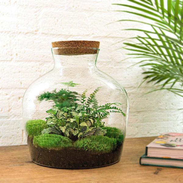 DIY terrarium - Fat Joe Groen - ↕ 30 cm - Rake + Shovel + Tweezer  BotanicBridge