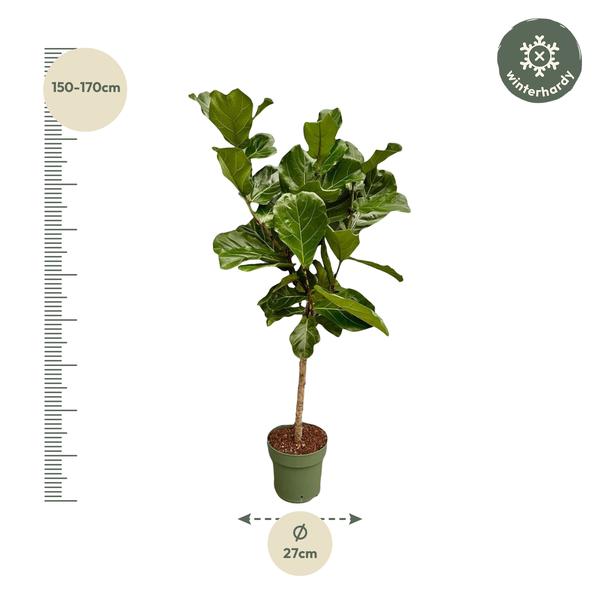 Ficus Lyrata stam - 160 cm - Ø27  BotanicBridge