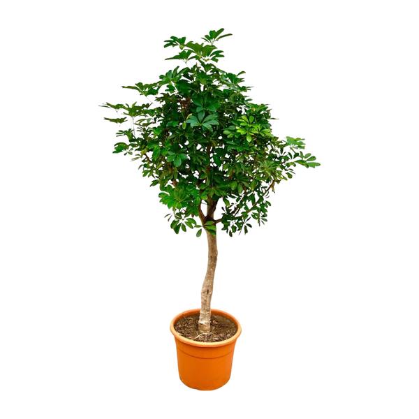 Schefflera op stam - 225cm - ø45  BotanicBridge