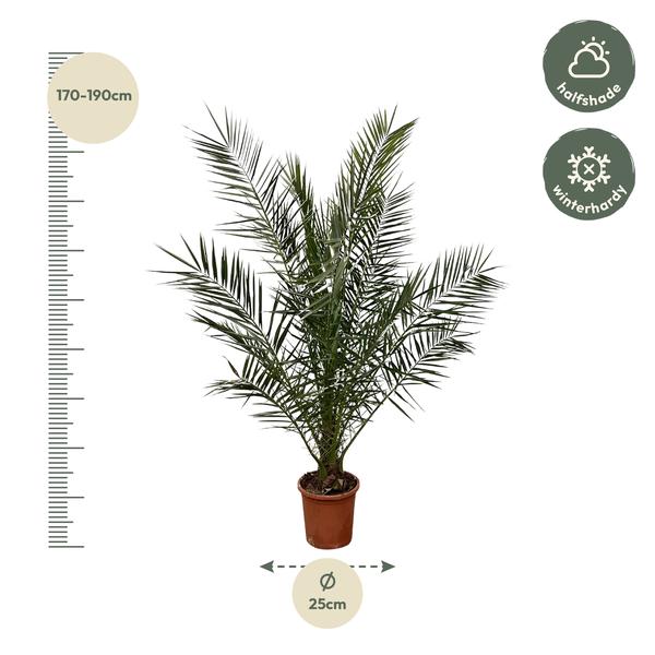 Phoenix Canariensis - 180cm- Ø25  BotanicBridge