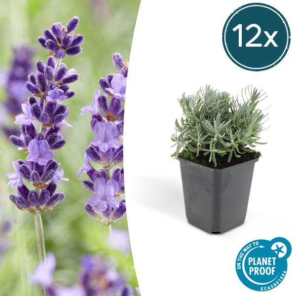 Lavandula 'Hidcote' - ↕10-25cm - Ø9cm - 12x  BotanicBridge