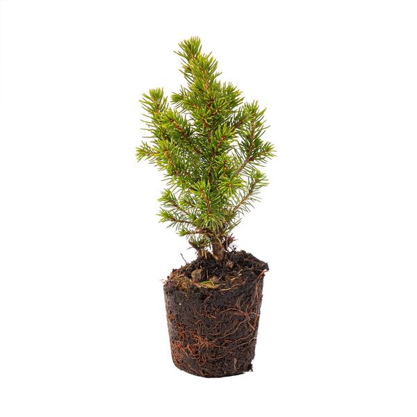 Mini-kerstboom set 6 - Inclusief pot set Madrid - Draadverlichting met 20 led-lampjes  BotanicBridge