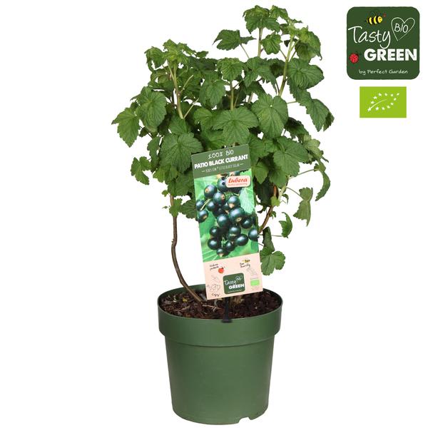 Ribes Low 'Little Black Sugar' Bio - Zwarte bes - Ø23cm - ↕50cm  BotanicBridge