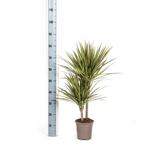 Dracaena Marginata Bicolor Ø17cm - ↕60cm  BotanicBridge