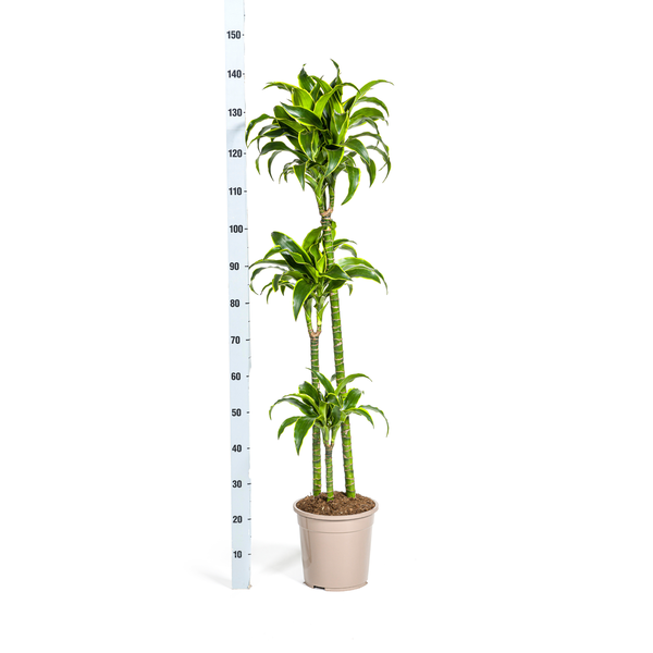 Dracaena Deremensis Dorado Ø24cm - ↕130cm  BotanicBridge