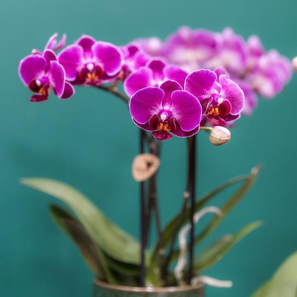 Kolibri Orchids | Paarse phalaenopsis orchidee - Morelia Classy green- potmaat Ø9cm | bloeiende kamerplant - vers van de kweker  BotanicBridge