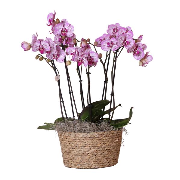 Kolibri Orchids | Complete Orchideeën set in Reed Basket | drie Melody orchideeën in rieten schaal incl. watergeefsysteem - Ø30cm  BotanicBridge